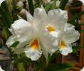 Dendrobium formosum